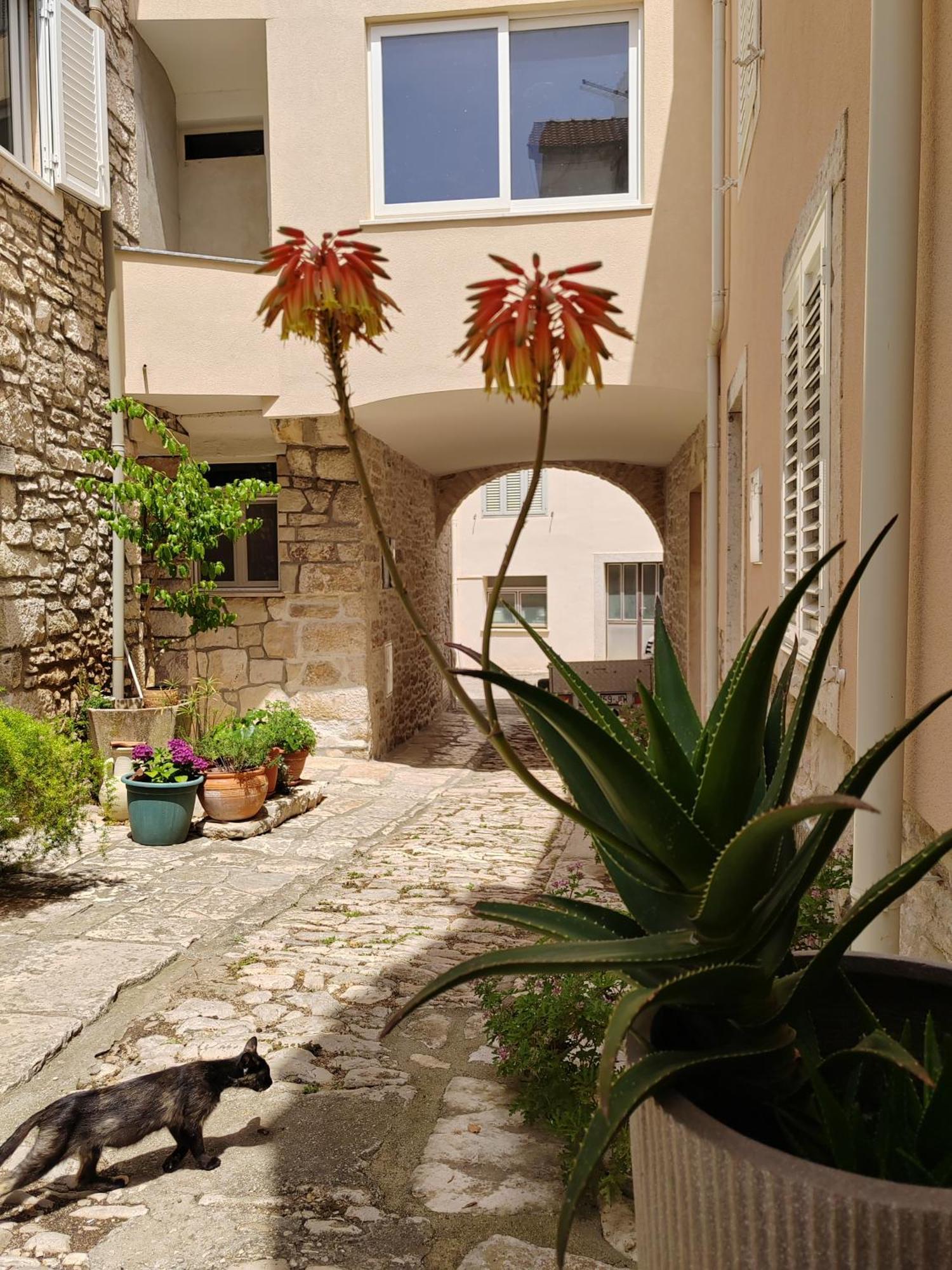 Apartments Ani Vela Luka Exterior foto